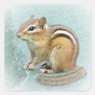 Chipmunk Stripes Square Sticker