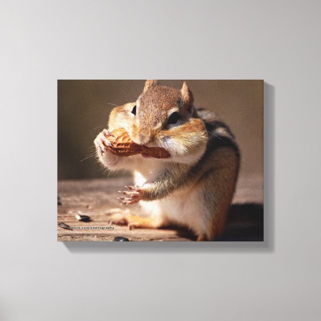 Chipmunk Stuffing His Face Canvas Print (Front)
