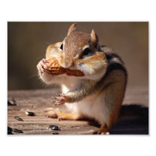 Chipmunk Stuffing His Face Photo Print