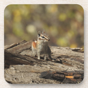 Chipmunk, wildlife, coasters, set of 6 coaster