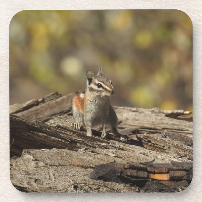 Chipmunk, wildlife, coasters, set of 6 coaster (Front)