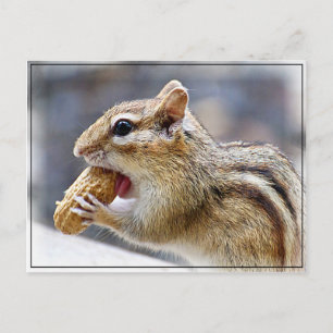 Chipmunk with a peanut postcard