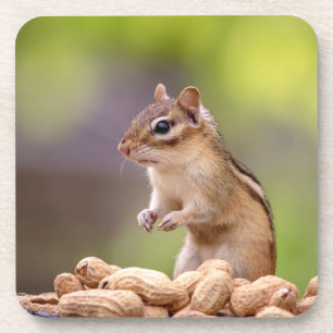 Chipmunk with peanuts coaster