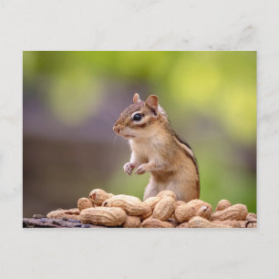 Chipmunk with peanuts postcard
