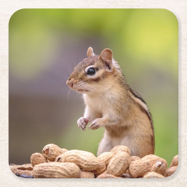 Chipmunk with peanuts square paper coaster (Front)