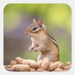 Chipmunk with peanuts square sticker