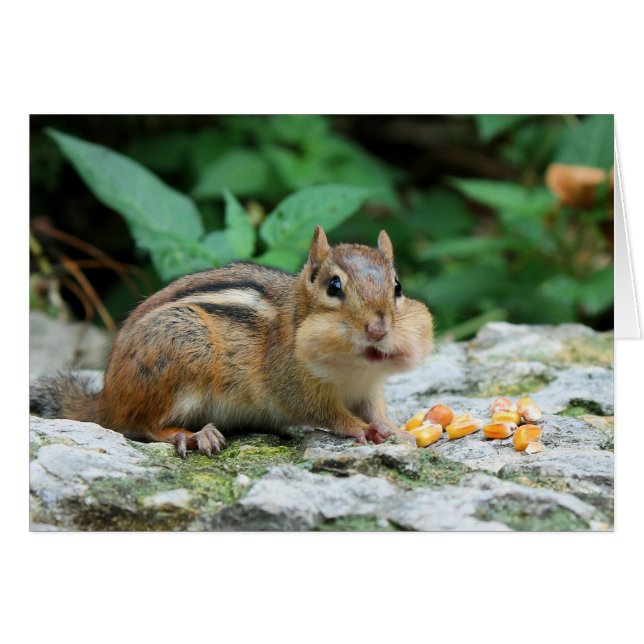 Chipmunk With Stuffed Cheeks Card (Front Horizontal)