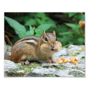 Chipmunk with Stuffed Cheeks Photo Print