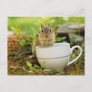 Chipmunk with Teacup Postcard