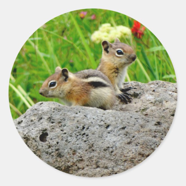 Chipmunks and wildflowers classic round sticker (Front)