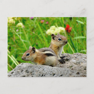 Chipmunks and wildflowers postcard