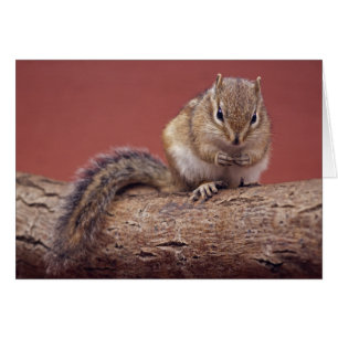 Chippie Card