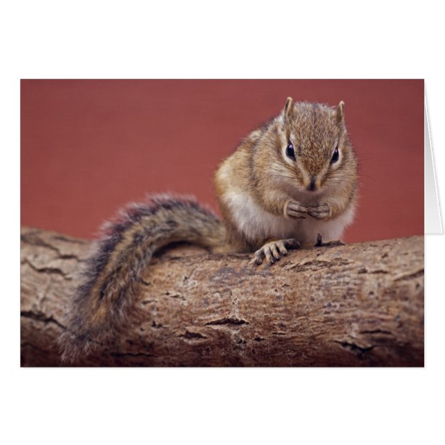 Chippie Card (Front Horizontal)