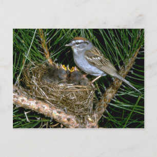Chipping Sparrow and two nestlings Postcard