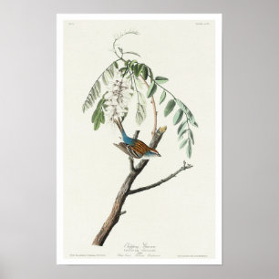 Chipping Sparrow by Audubon Poster