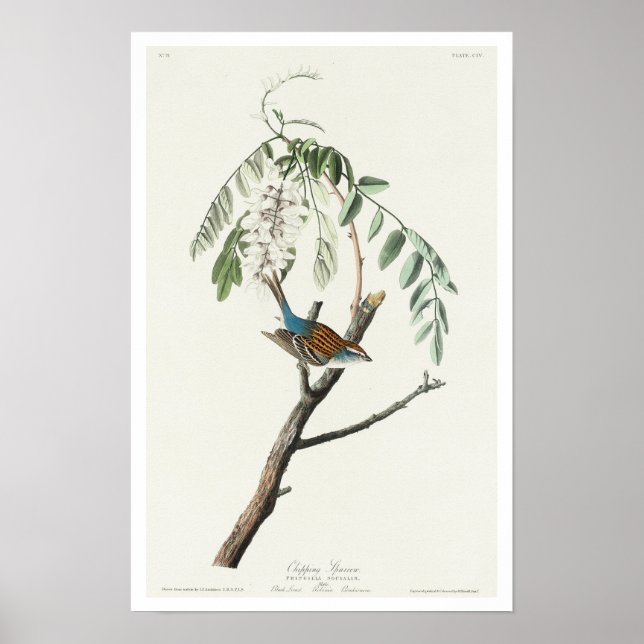 Chipping Sparrow by Audubon Poster (Front)