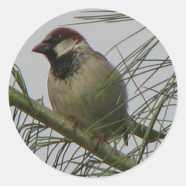 Chipping Sparrow Classic Round Sticker (Front)