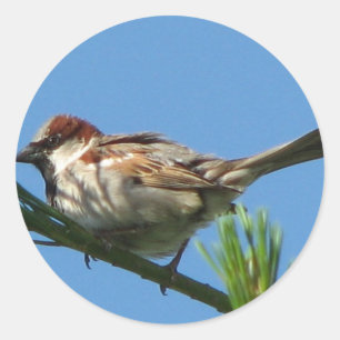 Chipping Sparrow Classic Round Sticker