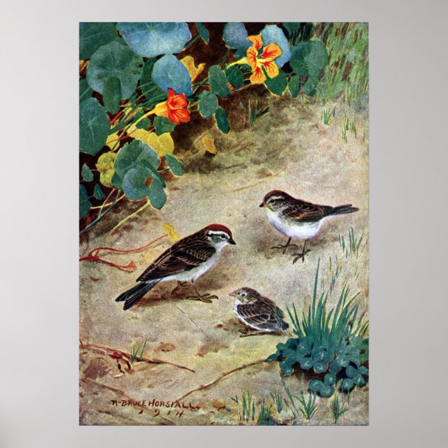 Chipping Sparrow Family and Nasturtiums Poster (Front)