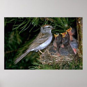 Chipping Sparrow feeding young Poster