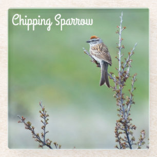 Chipping Sparrow Glass Coaster