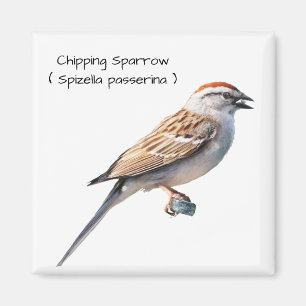 Chipping Sparrow Magnet