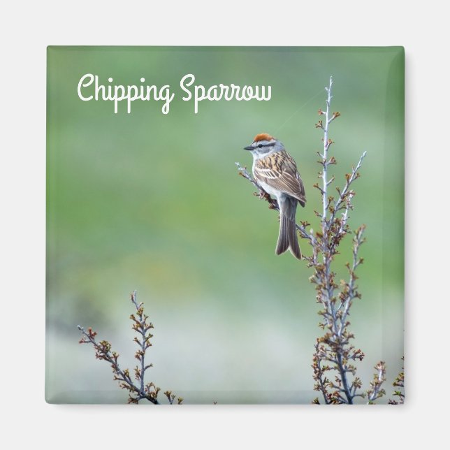 Chipping Sparrow Magnet (Front)