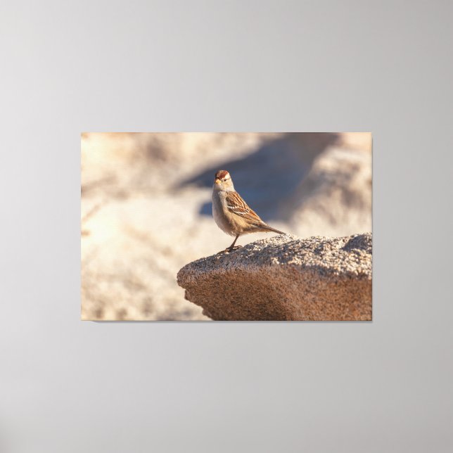 Chipping Sparrow on the Rock Canvas Print (Front)