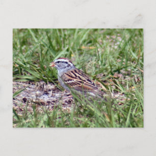 Chipping Sparrow Photo Postcard