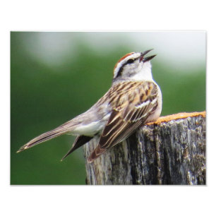 Chipping Sparrow Photo Print