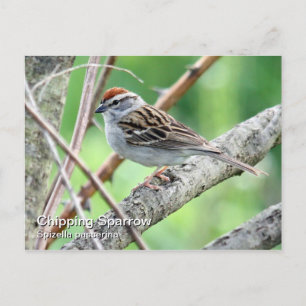 Chipping Sparrow Postcard