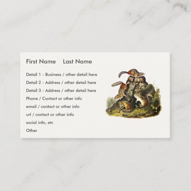 Chipping Squirrel ( Eastern Chipmunk ) by Audubon Business Card (Front)