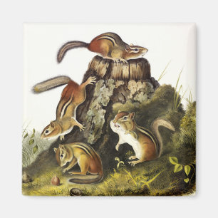 Chipping Squirrel ( Eastern Chipmunk ) by Audubon Magnet
