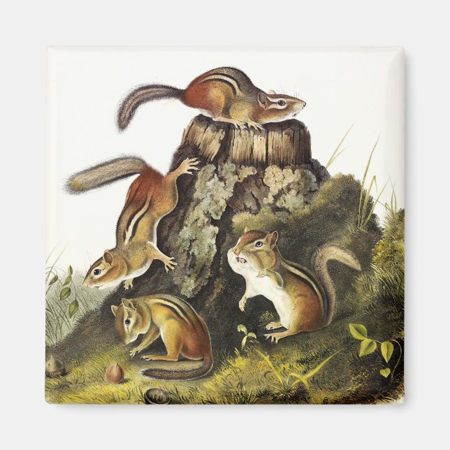 Chipping Squirrel ( Eastern Chipmunk ) by Audubon Magnet (Front)
