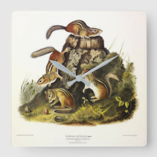 Chipping Squirrel ( Eastern Chipmunk ) by Audubon Square Wall Clock