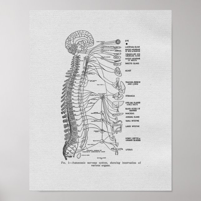 Chiropractic Autonomic Nerves Vintage Print (Front)