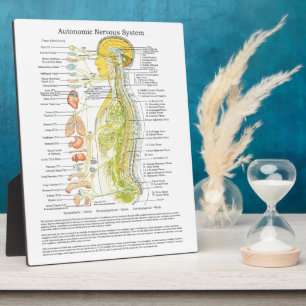 Chiropractic Autonomic Nervous System Easel Plaque