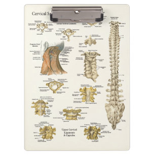 Chiropractic Cervical Spine Anatomy Clipboard