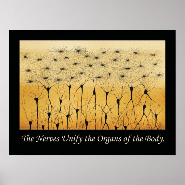 Chiropractic Quotes Nervous System Poster (Front)