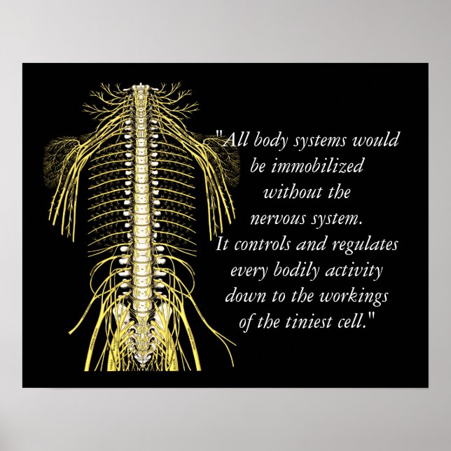 Chiropractic Quotes & Sayings Nerves Poster (Front)