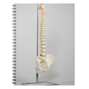 Chiropractic skeleton notebook