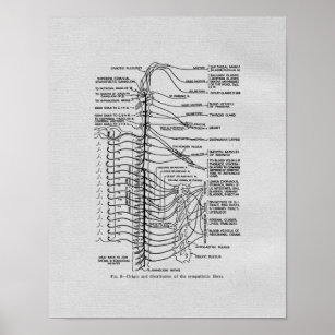 Chiropractic Spinal Nerves Vintage Print