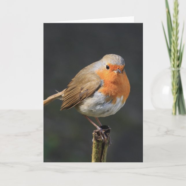 Chirpy Robin Card (Front)