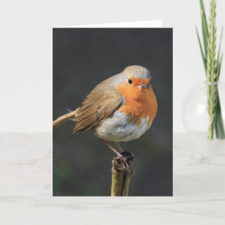 Chirpy Robin Card