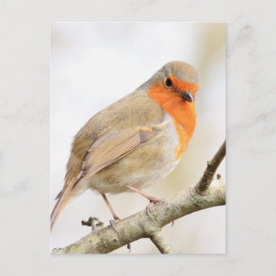 Chirpy Robin Postcard