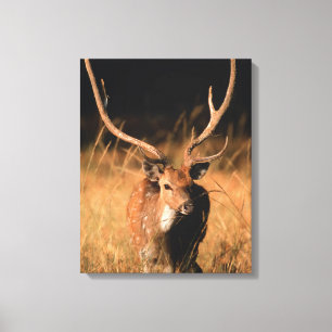 Chital Natural Habitat Bandhavgar National Park Canvas Print