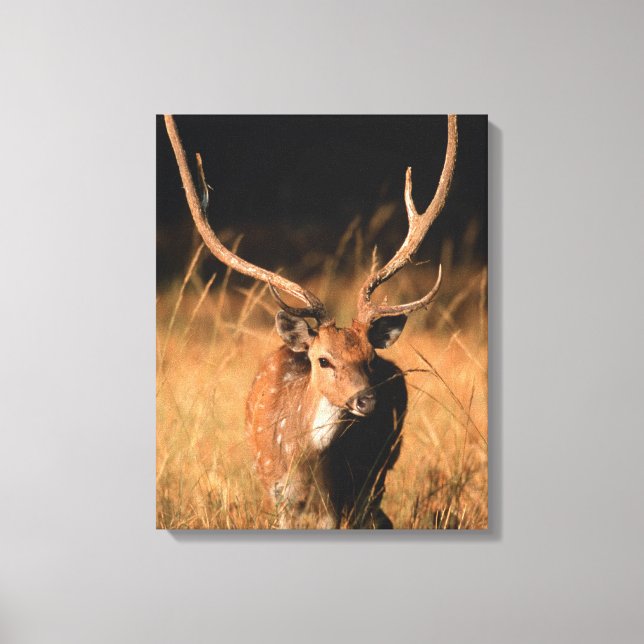 Chital Natural Habitat | Bandhavgar National Park Canvas Print (Front)