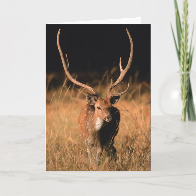 Chital Natural Habitat | Bandhavgar National Park Card (Front)