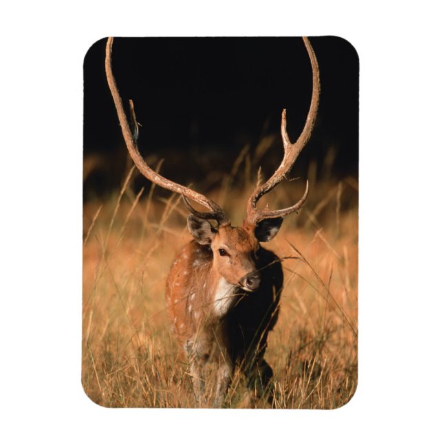 Chital Natural Habitat | Bandhavgar National Park Magnet (Vertical)