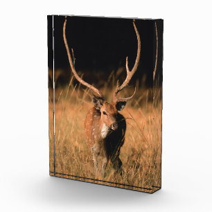 Chital Natural Habitat   Bandhavgar National Park Photo Block